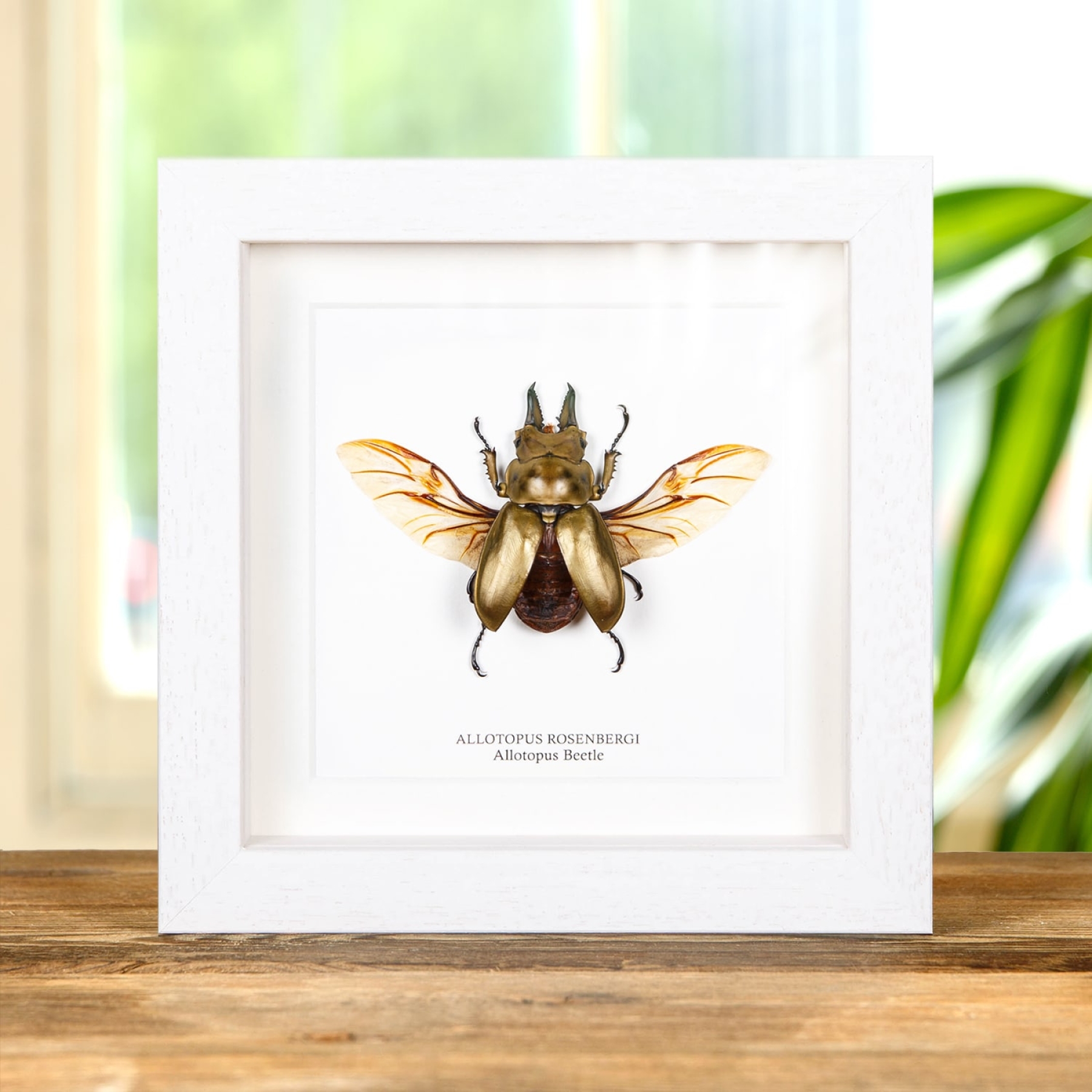 Allotopus Beetle In Box Frame (Allotopus rosenbergi) Allotopus Beetle In Box Frame (Allotopus rosenbergi)