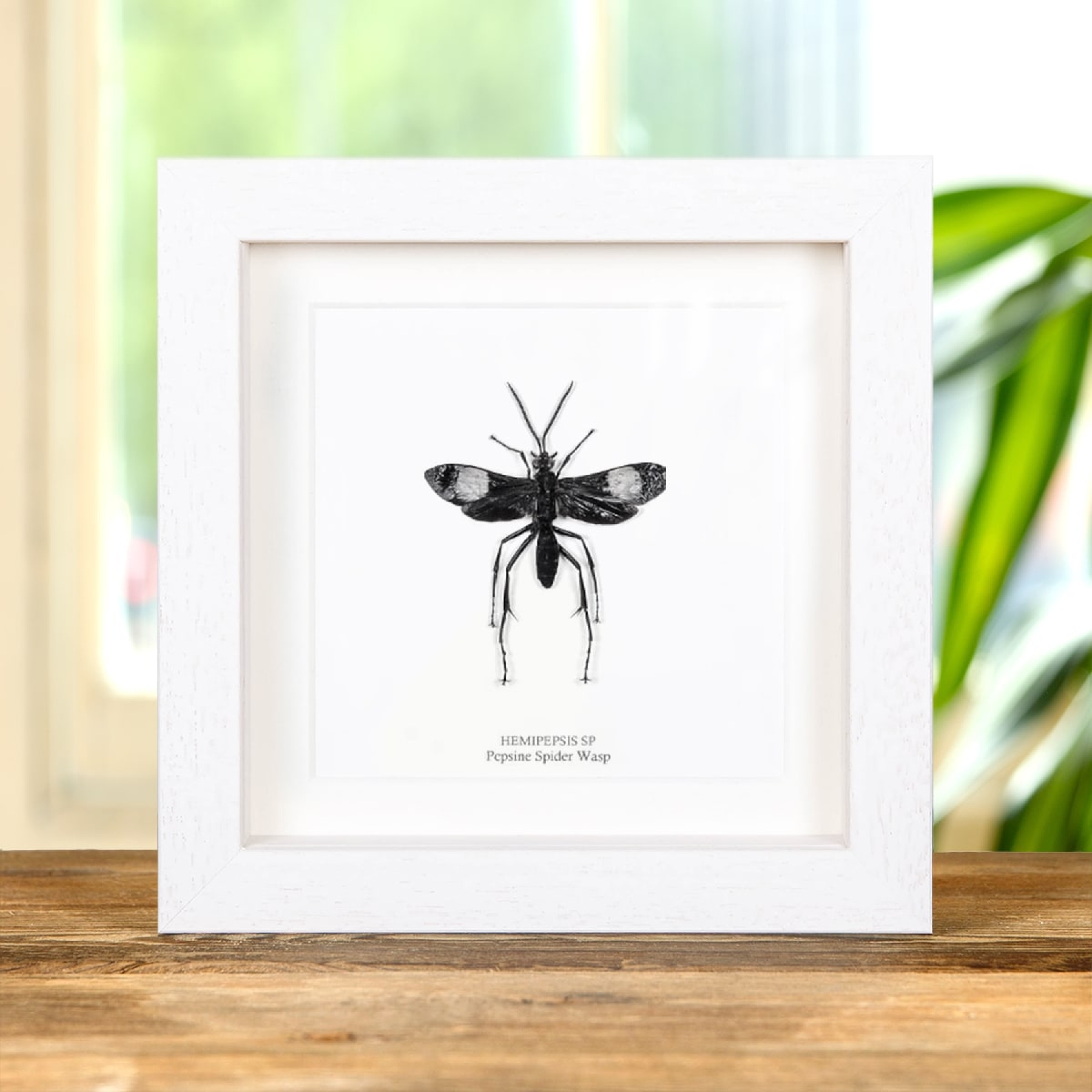 Pepsine Spider Wasp In Box Frame (Hemipepsis sp)