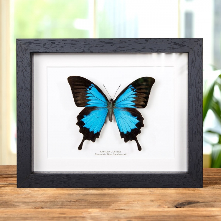 XL Mountain Blue Swallowtail In Box Frame (Papilio ulysses)