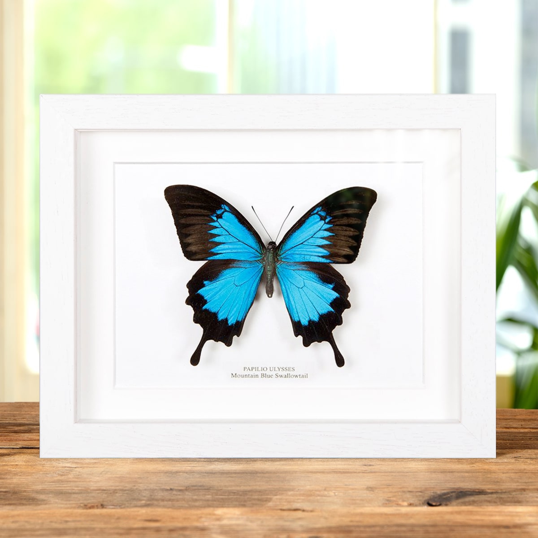 XL Mountain Blue Swallowtail In Box Frame (Papilio ulysses)