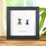 Minibeast Metallic Praying Mantis Pair In Box Frame (Metallyticus splendidus)