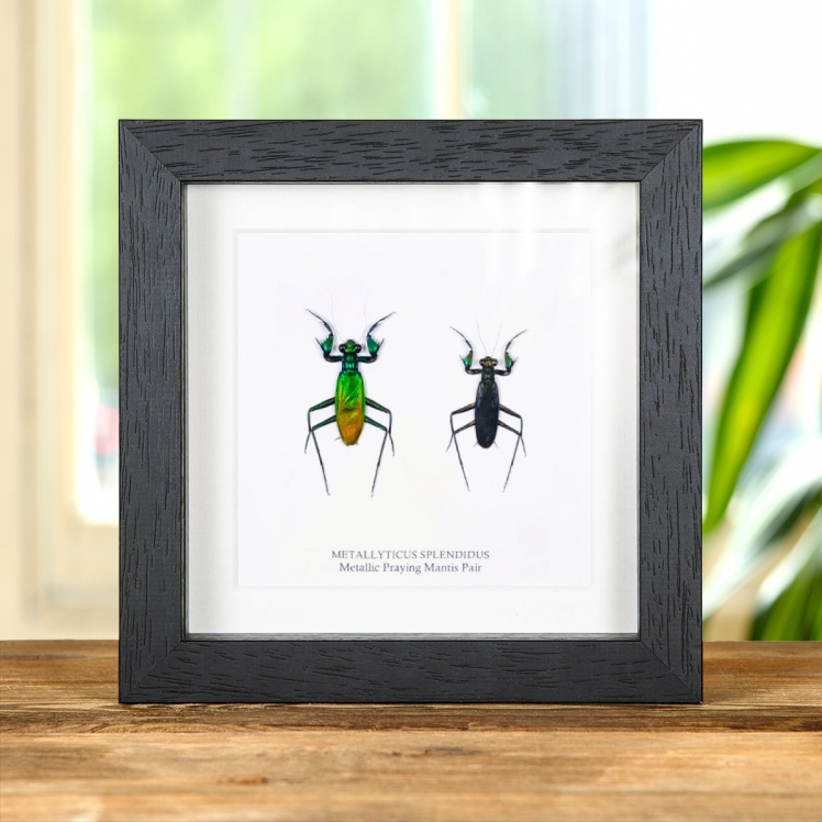 Metallic Praying Mantis Pair In Box Frame (Metallyticus splendidus) Metallic Praying Mantis Pair In Box Frame (Metallyticus splendidus)
