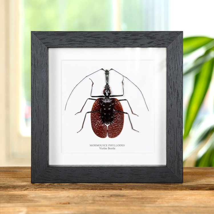 ViolIn Beetle In Box Frame (Mormolyce phyllodes)