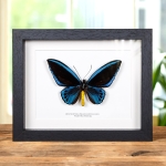 Minibeast Priam's Blue Birdwing In Box Frame (Ornithoptera priamus urvillianus)