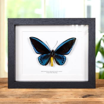 Priam's Blue Birdwing In Box Frame (Ornithoptera priamus urvillianus)