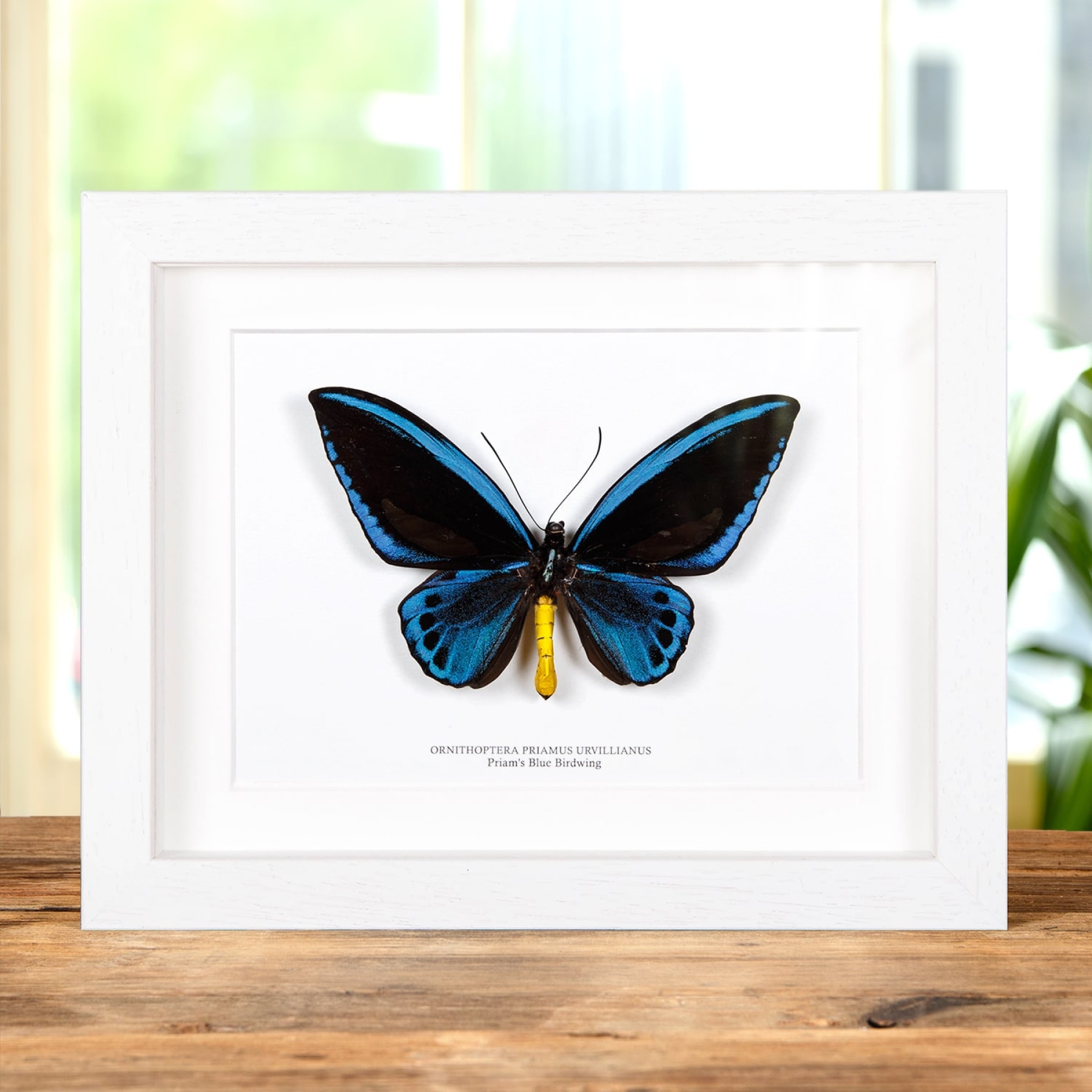 Priam's Blue Birdwing In Box Frame (Ornithoptera priamus urvillianus)