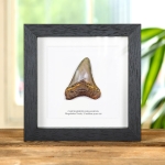 Minibeast 3 Inch Megalodon Shark Tooth Fossil Frame (Carcharodon megalodon)