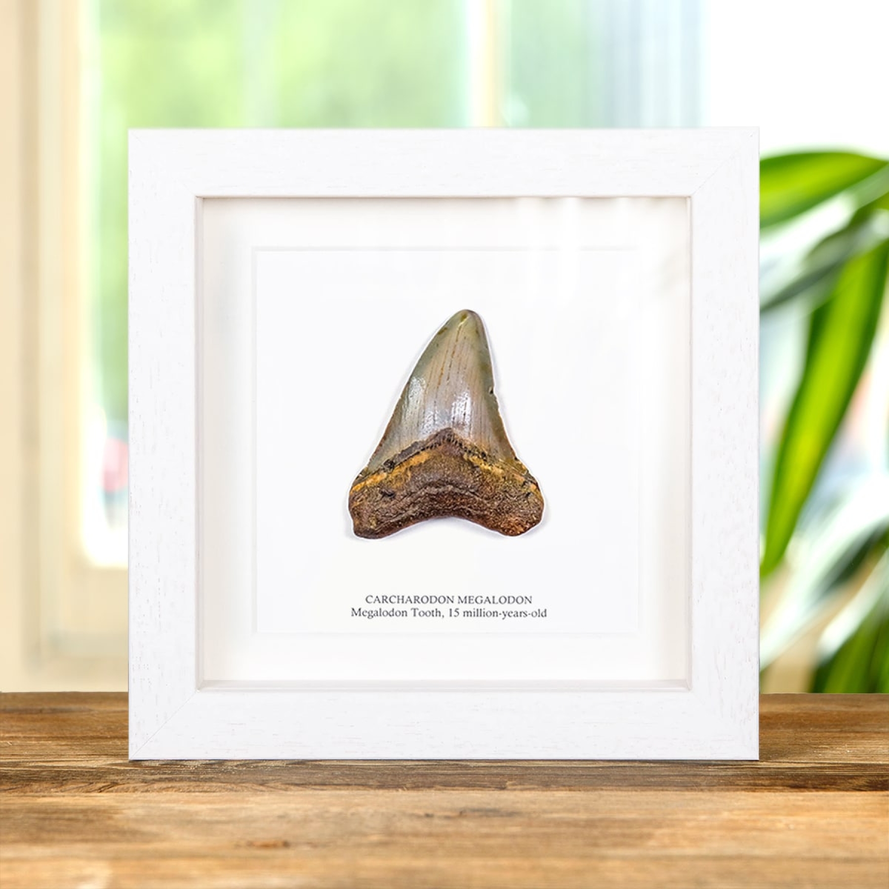 3 Inch Megalodon Shark Tooth Fossil Frame (Carcharodon megalodon)