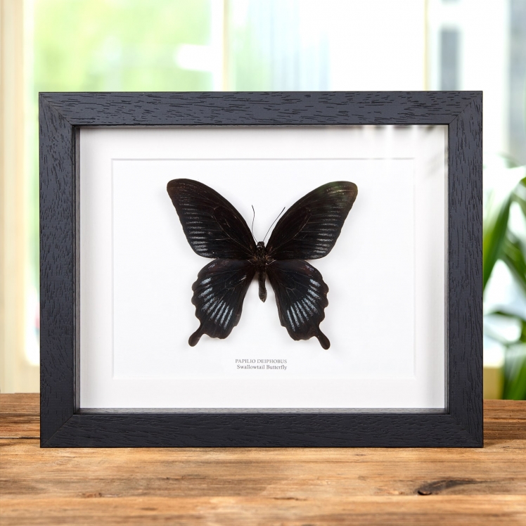 Swallowtail Butterfly In Box Frame (Papilio deiphobus)