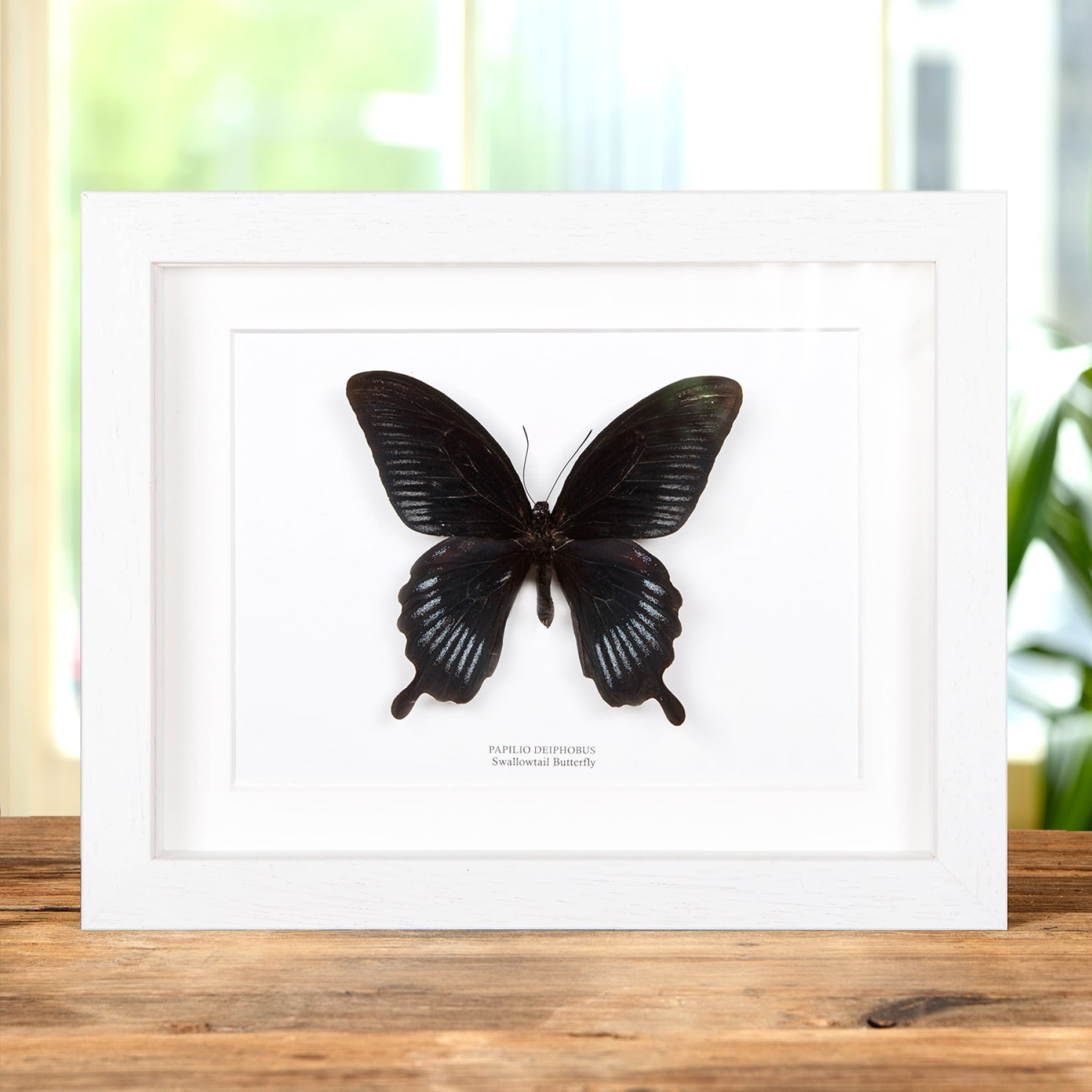 Swallowtail Butterfly In Box Frame (Papilio deiphobus)