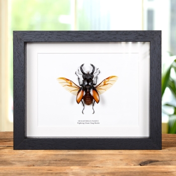 Fighting Giant Stag Beetle In Box Frame (Hexarthrius parryi)
