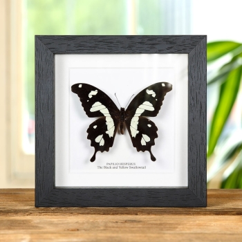 The Black & Yellow Swallowtail In Box Frame (Papilio hesperus)