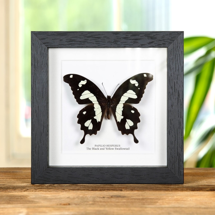 The Black & Yellow Swallowtail In Box Frame (Papilio hesperus)
