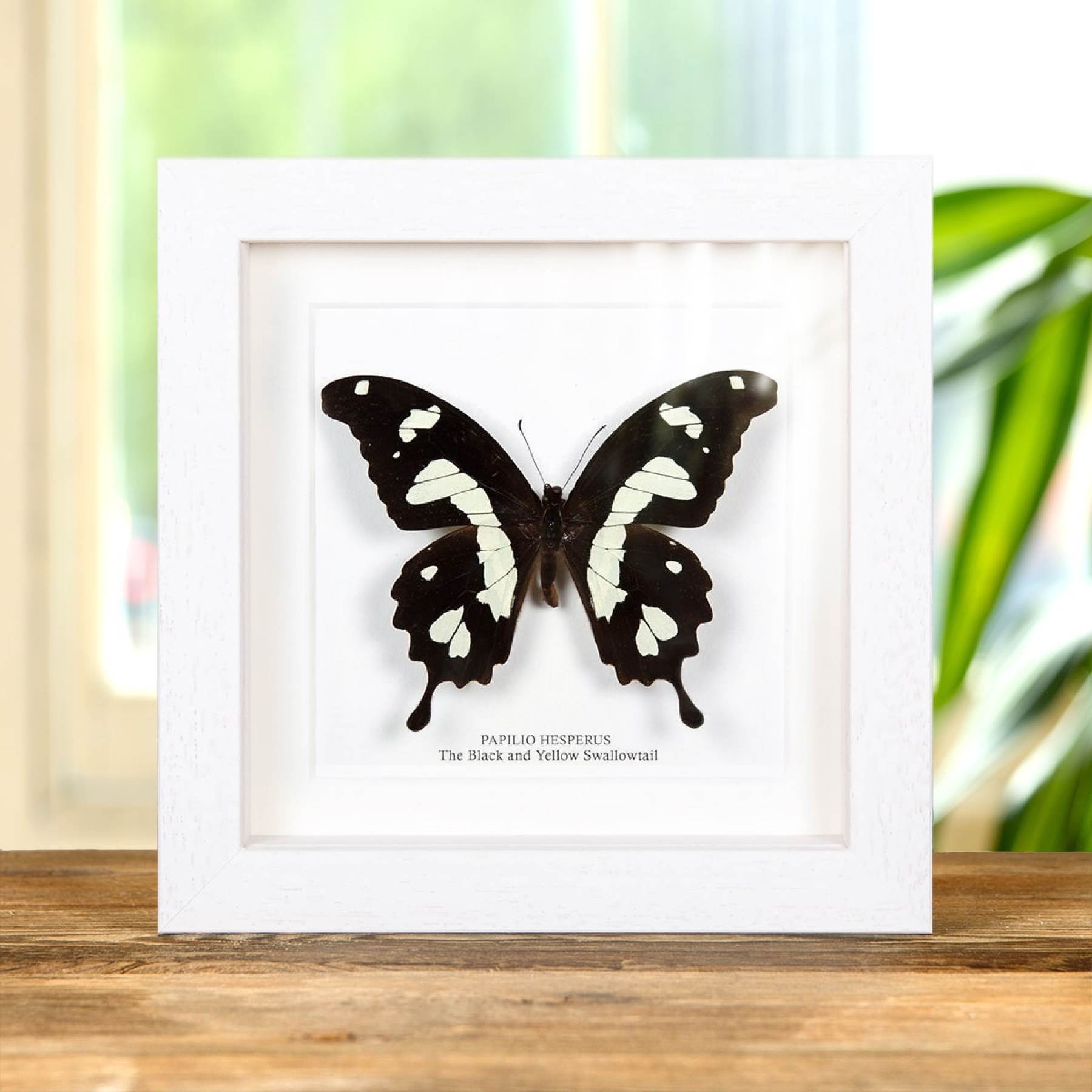 The Black & Yellow Swallowtail In Box Frame (Papilio hesperus)