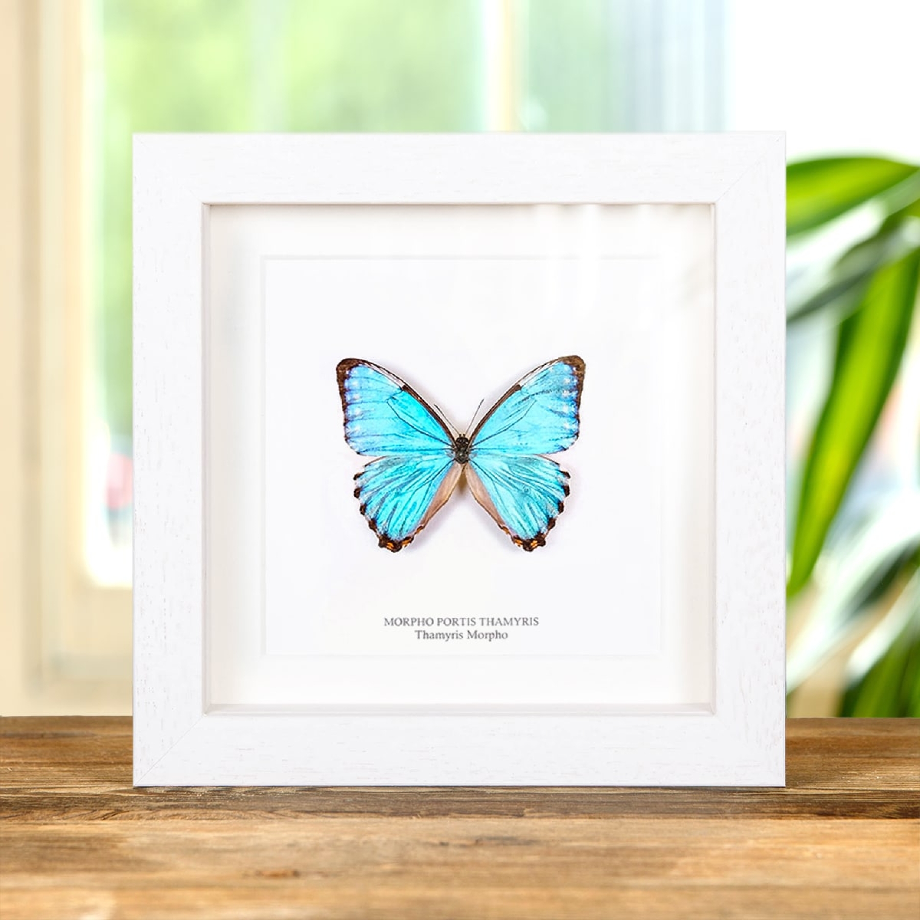 Thamyris Morpho Butterfly In Box Frame (Morpho portis)