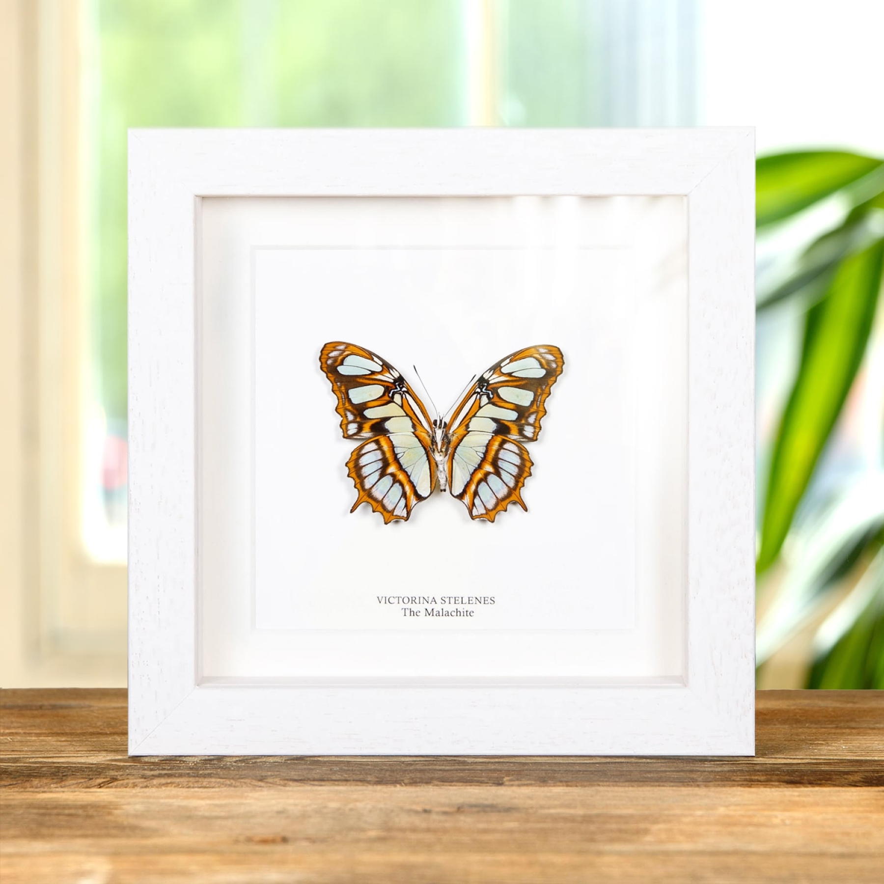The Malachite Butterfly Ventral Side In Box Frame (Victorina stelenes)