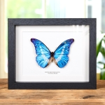 Minibeast Helena Morpho Butterfly In Box Frame (Morpho rhetenor helena)