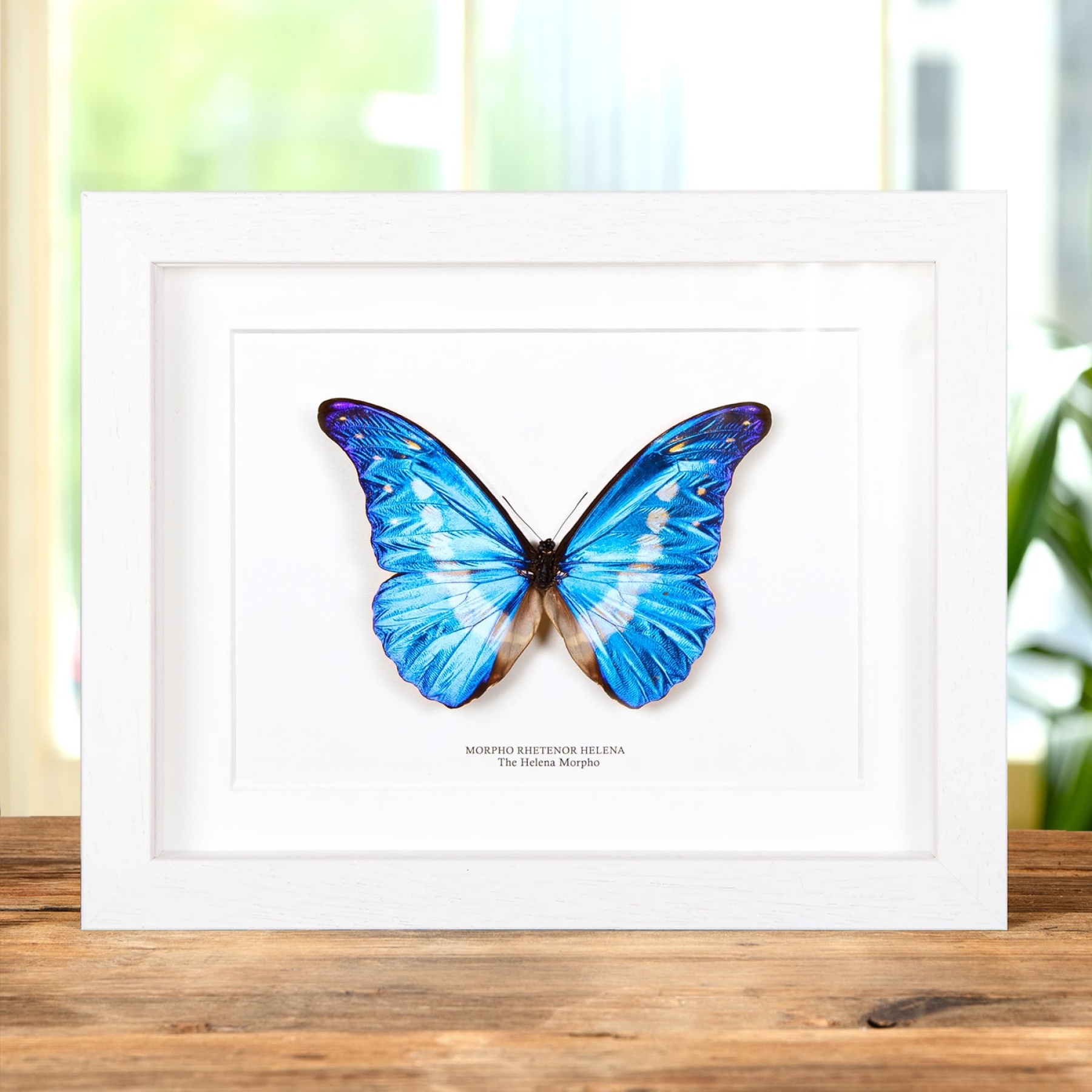 Helena Morpho Butterfly In Box Frame (Morpho rhetenor helena)