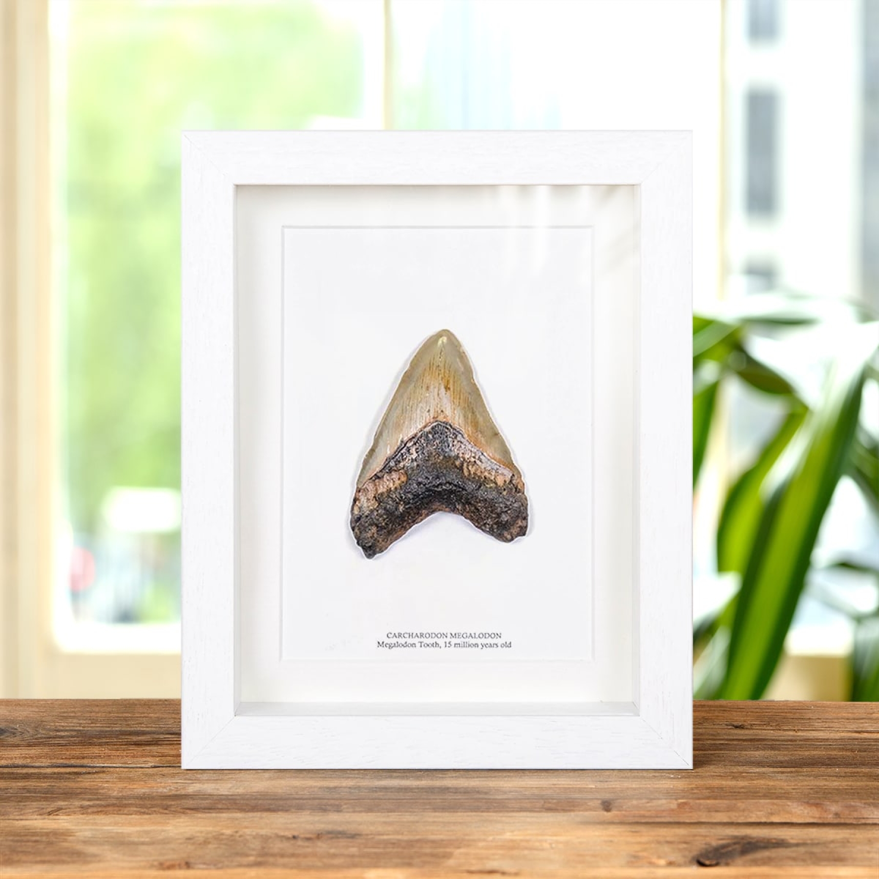 4 Inch Megalodon Shark Tooth Fossil Frame (Carcharodon megalodon)