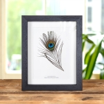 Minibeast Peacock Feather from an Indian Peafowl In Box Frame (Pavo cristatus)