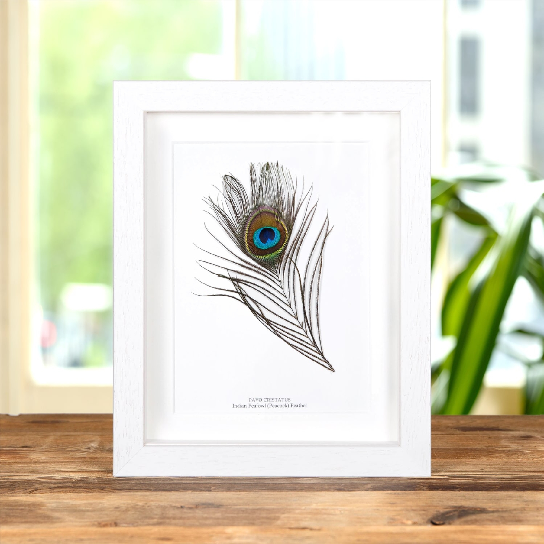 Peacock Feather from an Indian Peafowl In Box Frame (Pavo cristatus)
