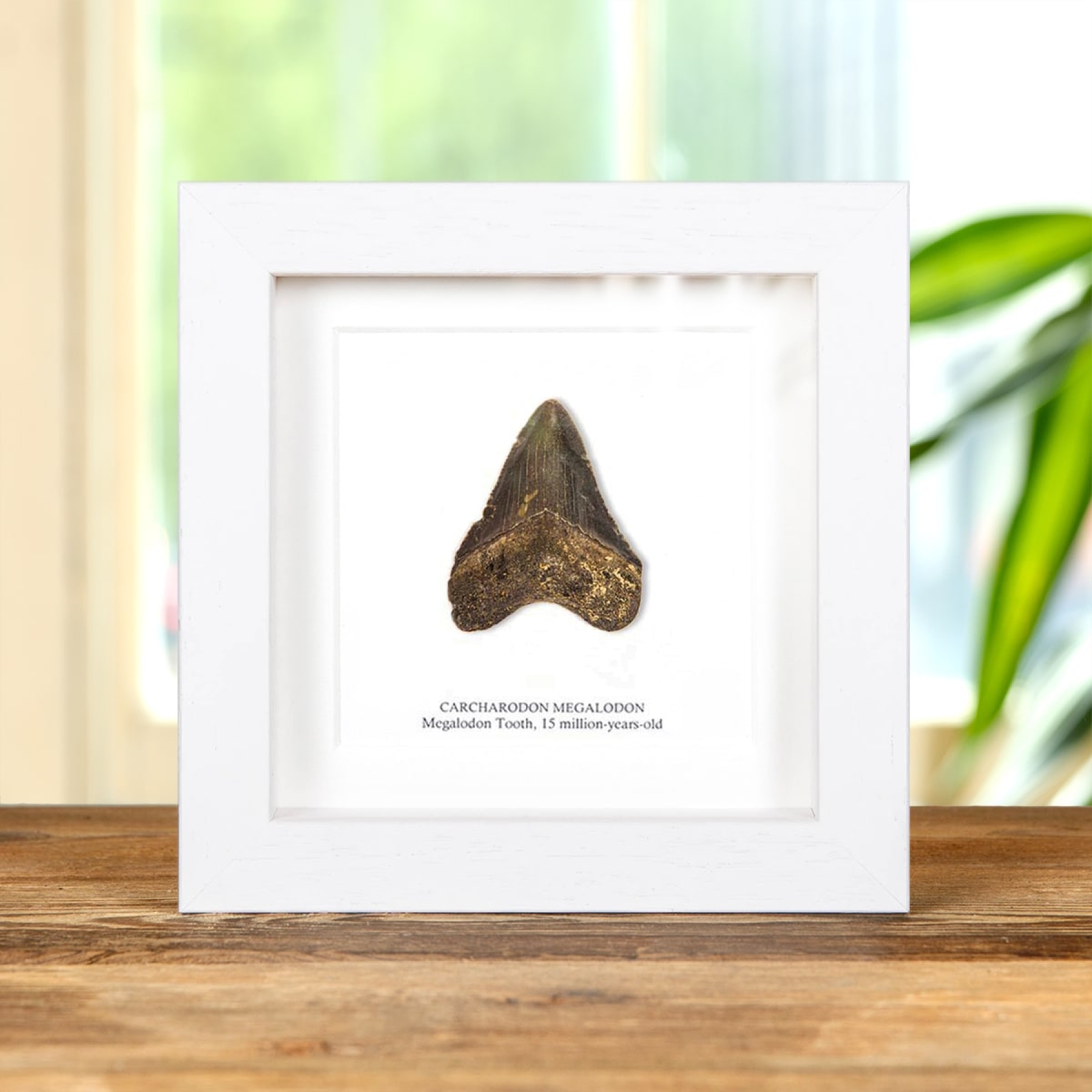 Minibeast 2 inch Black Megalodon Shark Tooth Fossil Frame (Carcharodon megalodon)