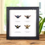 Minibeast Carpenter Bee Display In Box Frame (Xylocopa sp)