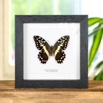 Minibeast The Lime Butterfly In Box Frame (Papilio demodocus)