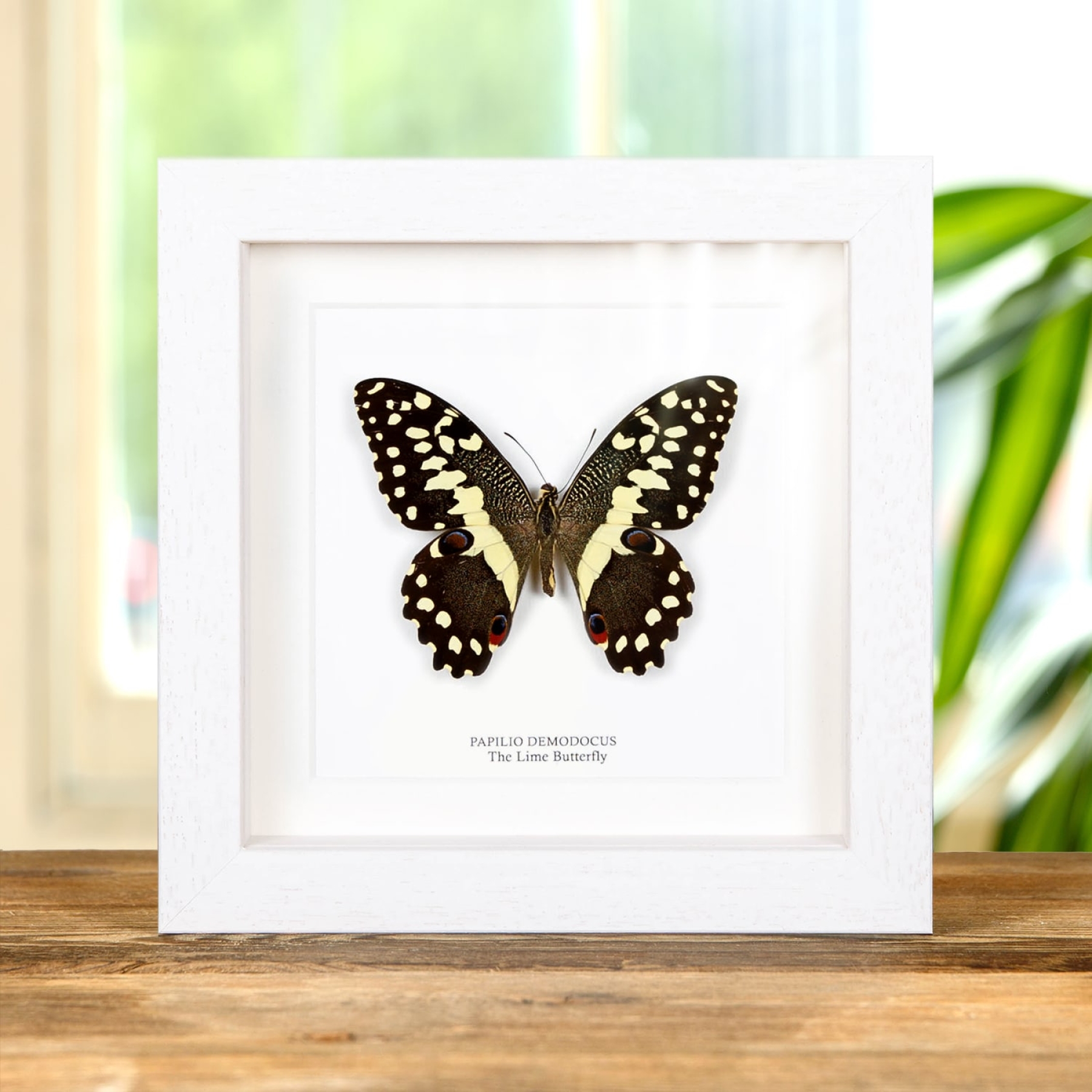 The Lime Butterfly In Box Frame (Papilio demodocus)