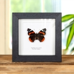 Minibeast The Red Admiral In Box Frame (Vanessa atalanta)