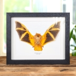 Minibeast Painted Bat In Box Frame (Kerivoula picta)