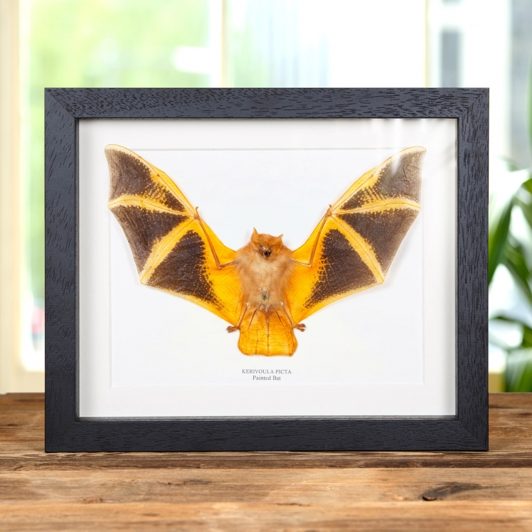 Painted Bat In Box Frame (Kerivoula picta)