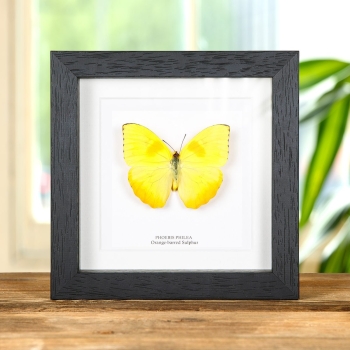 Orange-barred Sulphur Butterfly In Box Frame (Phoebis philea)
