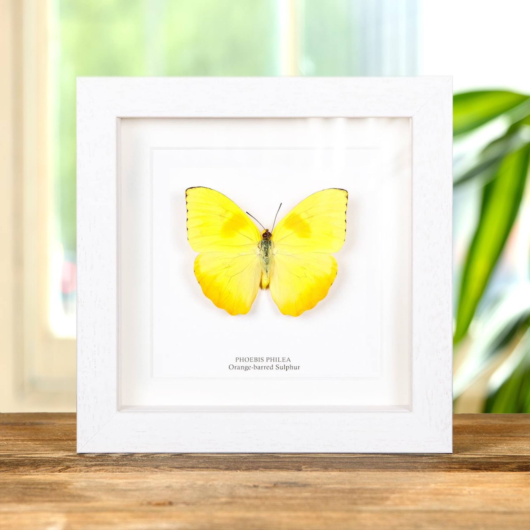 Orange-barred Sulphur Butterfly In Box Frame (Phoebis philea)