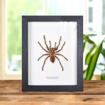 Brazilian Rusty Birdeater In Box Frame (Acanthoscurria ferina)