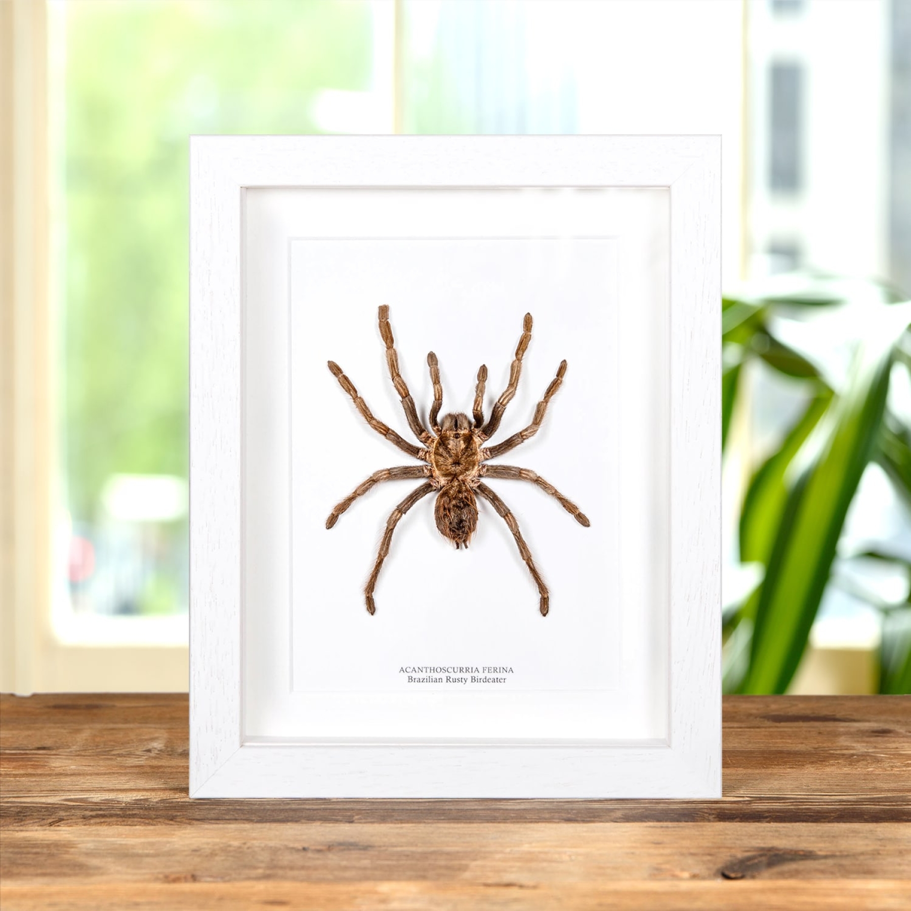 Brazilian Rusty Birdeater In Box Frame (Acanthoscurria ferina)