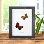 Minibeast Cynosura eighty-eight Butterfly In Box Frame (Callicore cynosura)