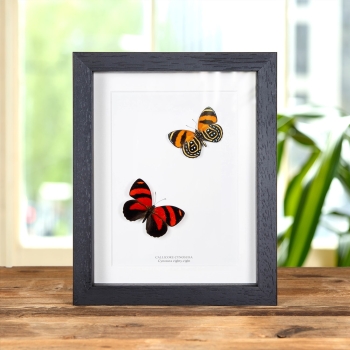 Cynosura eighty-eight Butterfly In Box Frame (Callicore cynosura)