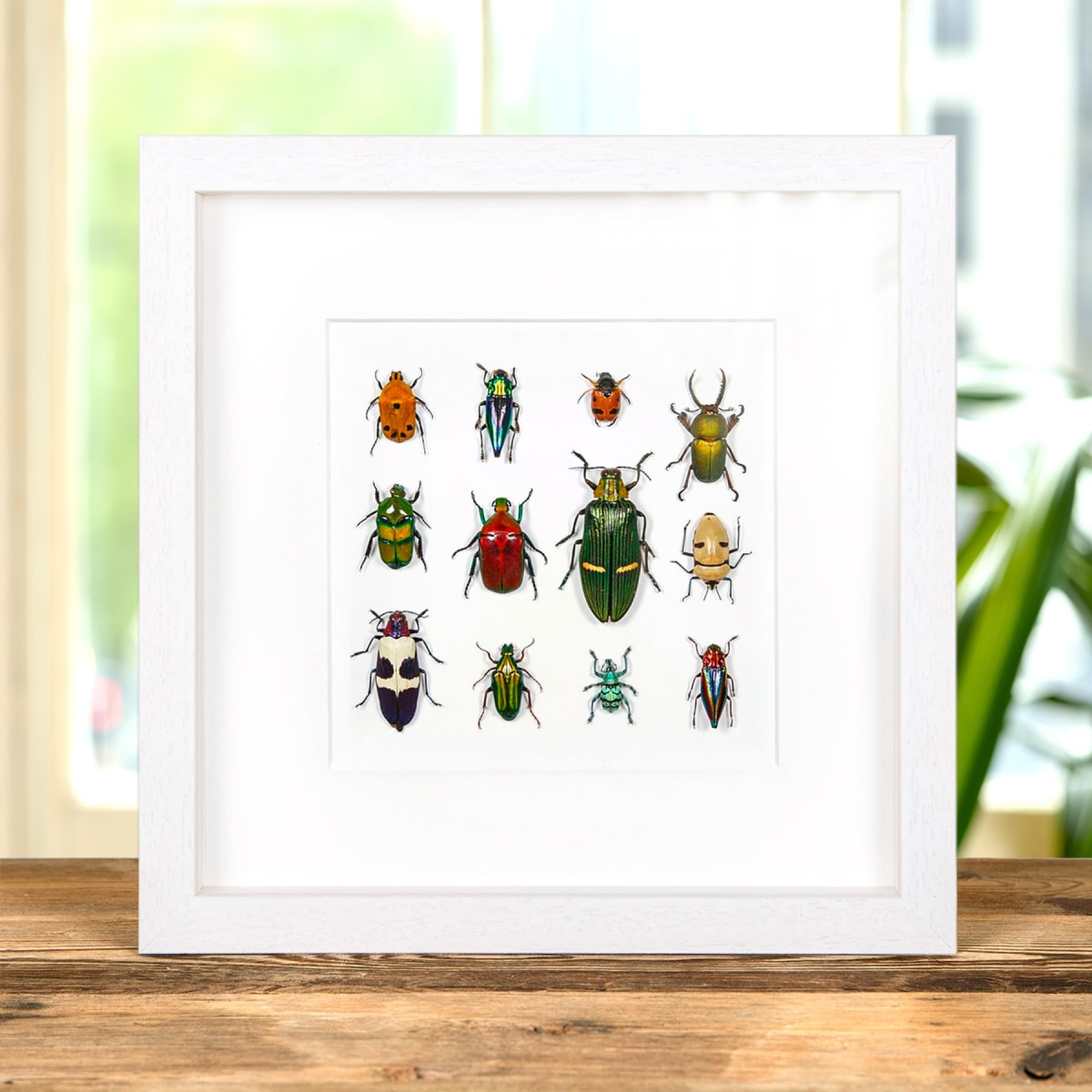 Multiple Insect Display In Box Frame