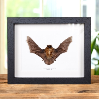 Bamboo Bat In Box Frame (Tylonycteris pachypus)