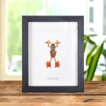 Minibeast HarlequIn Tree Frog In Box Frame (Rhacophorus pardalis)