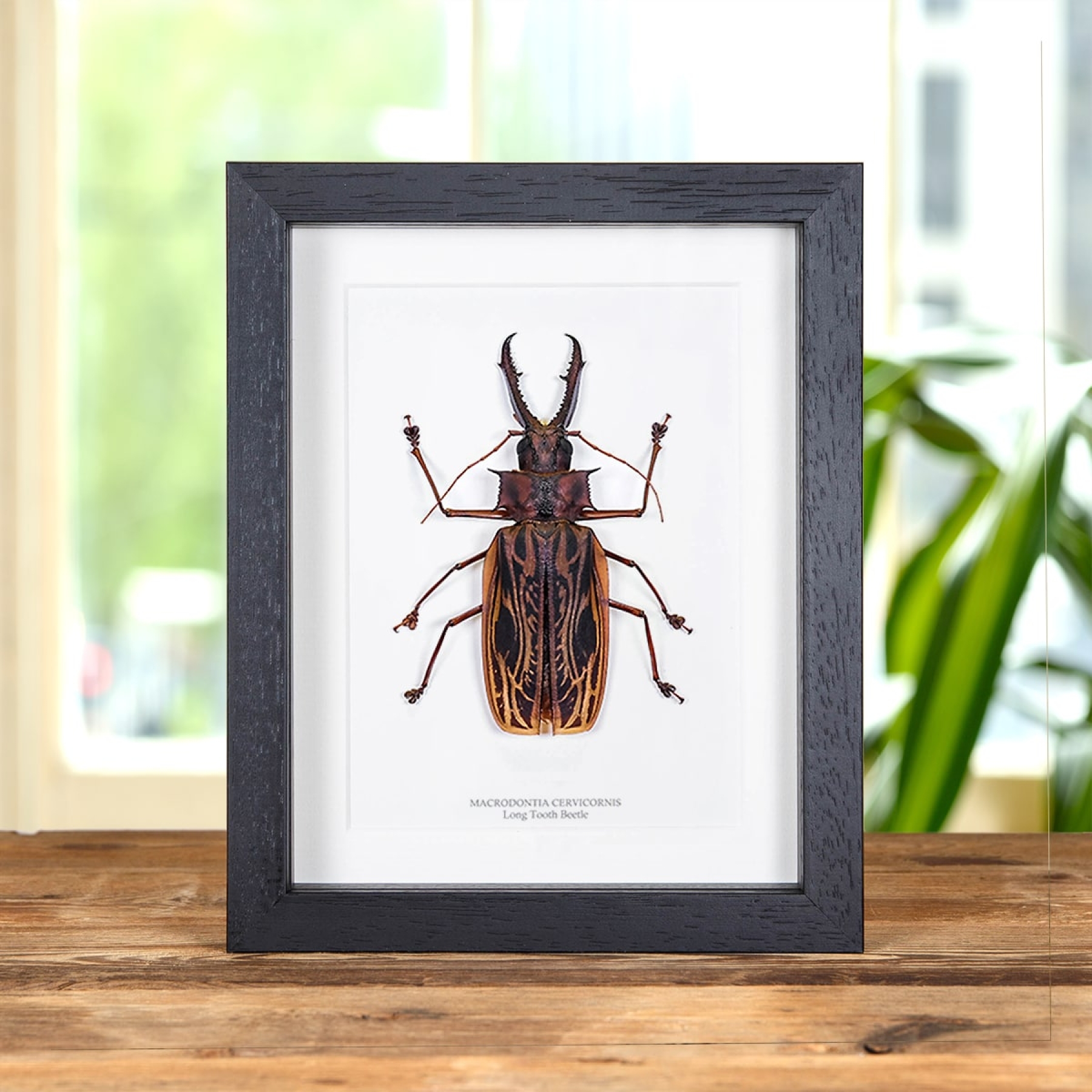 Minibeast XL Sabertooth Longhorn Beetle In Box Frame (Macrodontia cervicornis)