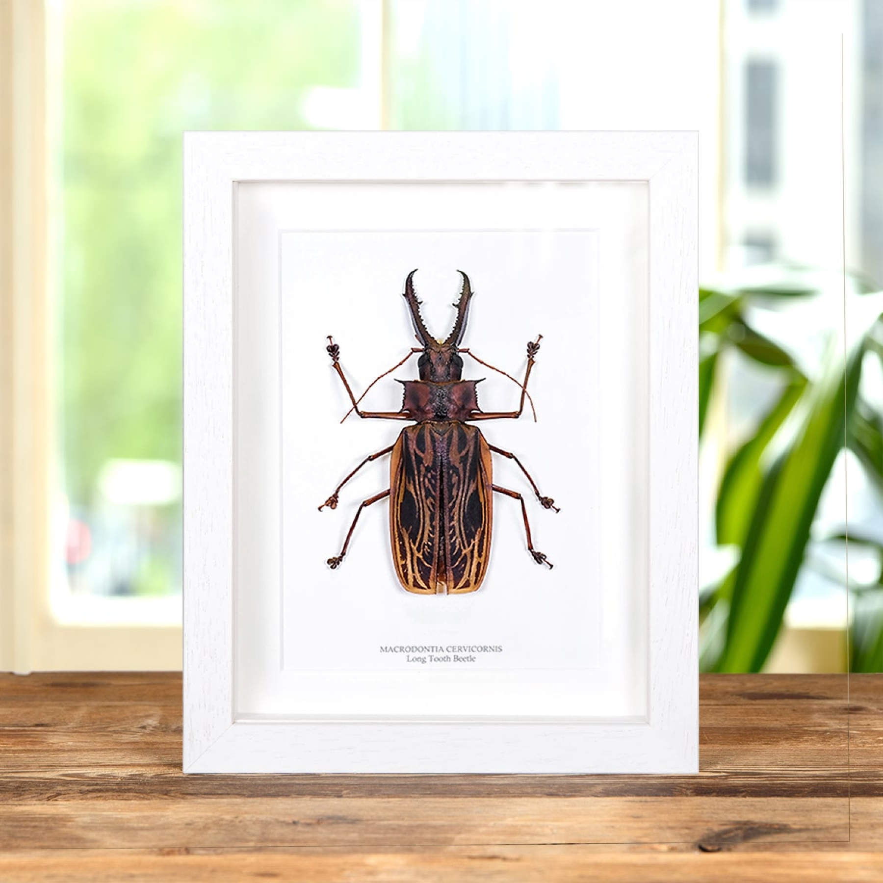Minibeast XL Sabertooth Longhorn Beetle In Box Frame (Macrodontia cervicornis)