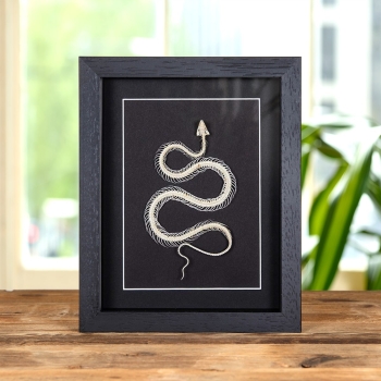 White-lipped Pit Viper Skeleton In Box Frame (Trimeresurus albolabris)