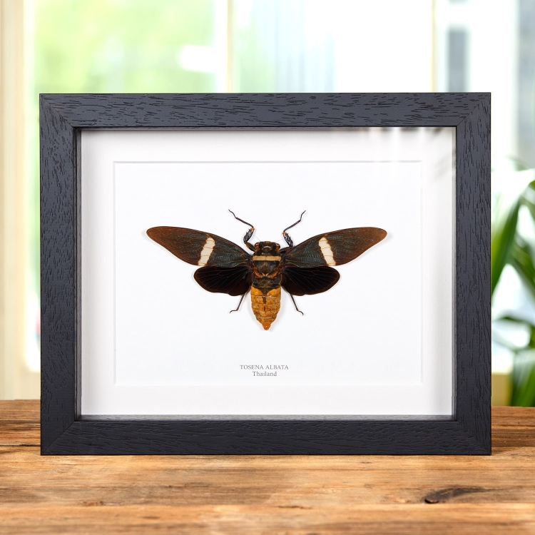 Cicada In Box Frame (Tosena albata)