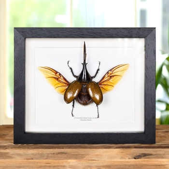 Hercules Beetle In Box Frame (Dynastes hercules lichyi)
