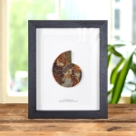 Minibeast Large Cut & Polished Ammonite Fossil In Box Frame (Cleoniceras sp)