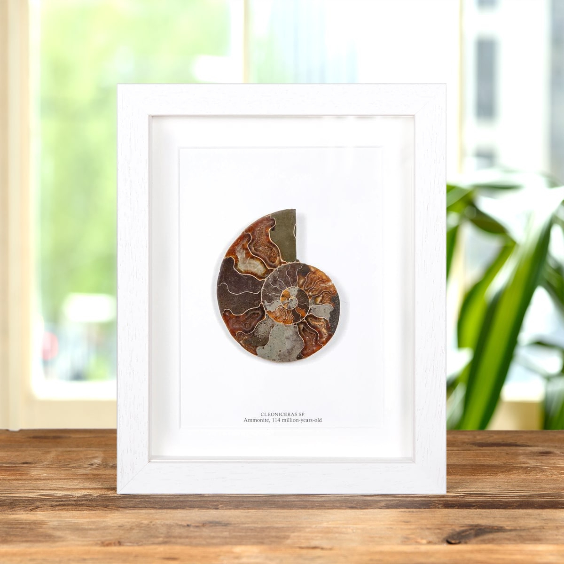 Large Cut & Polished Ammonite Fossil In Box Frame (Cleoniceras sp)