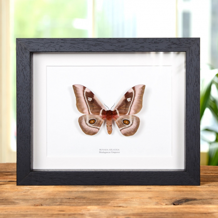 Ghostly SilkMoth In Box Frame (Ceranchia apollina)