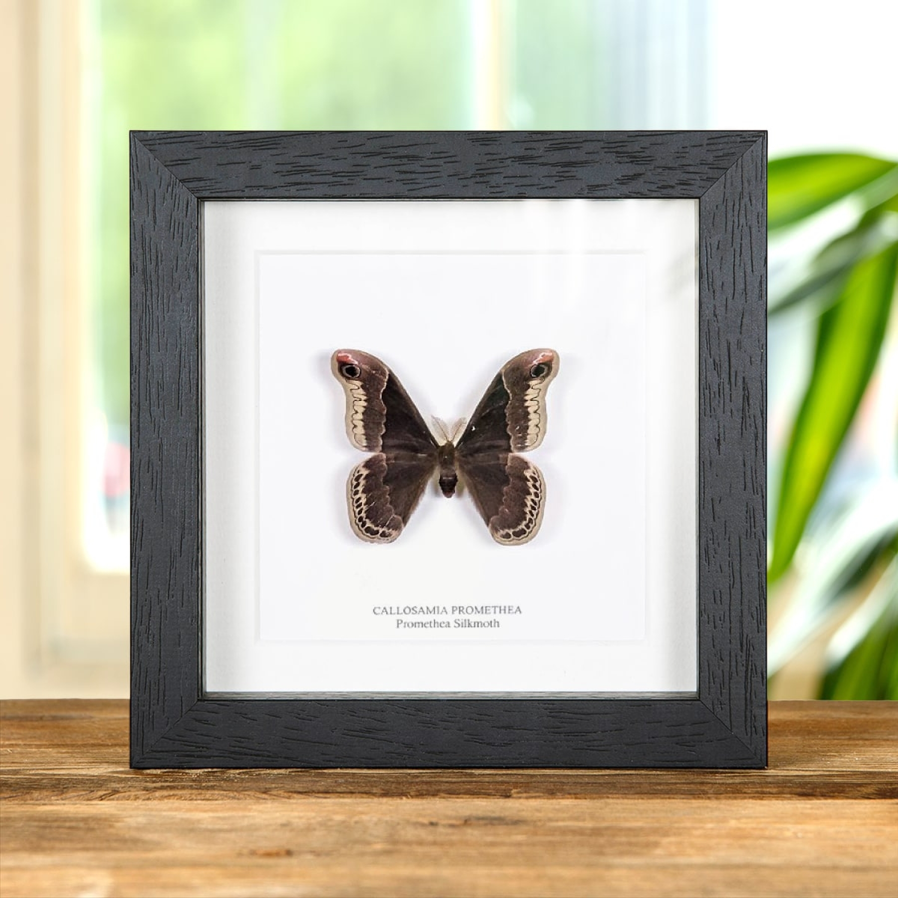 Minibeast Promethea Silkmoth In Box Frame (Callosamia promethea)